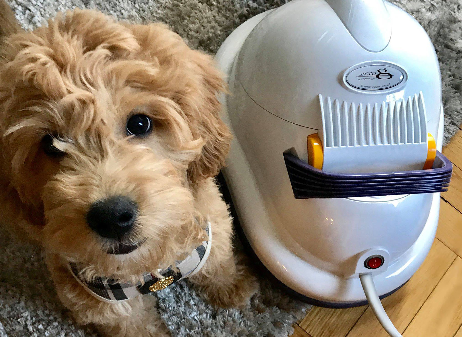 puppy-dog-with-zerog-floating-vacuum